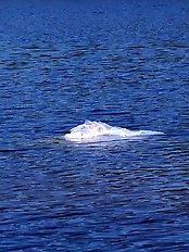 The hottest mature women are fingering their ass holes.